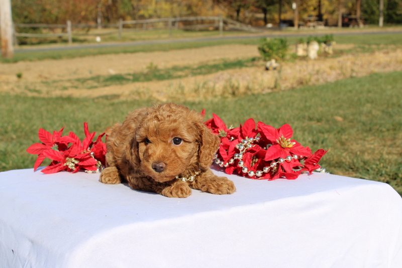 puppy, for, sale, Miniature Poodle, Matthew B. Stoltzfus, dog, breeder, Gap, PA, dog-breeder, puppy-for-sale, forsale, nearby, find, puppyfind, locator, puppylocator, aca